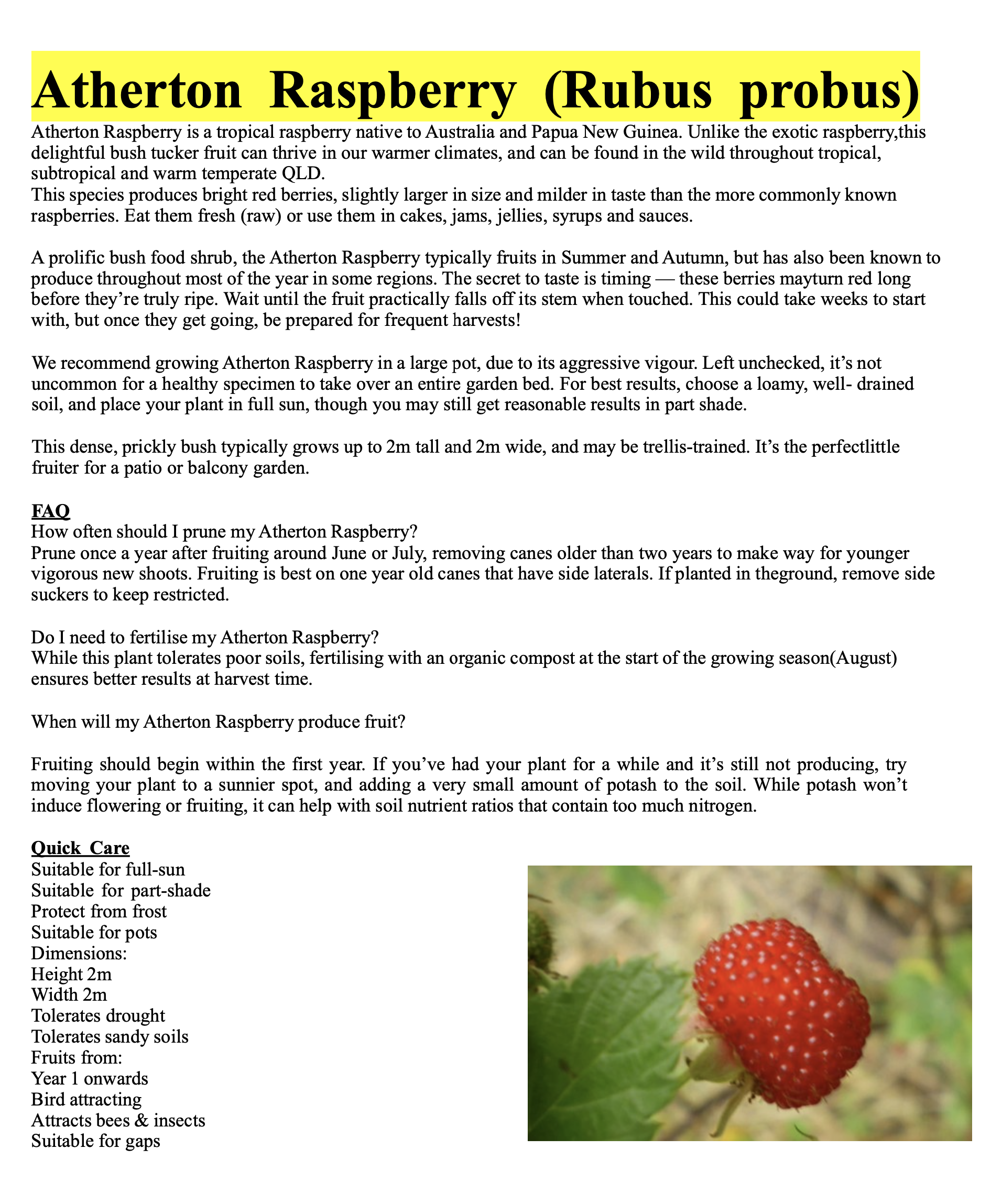 Bush Tucker Plants – Willoughby & Northbridge Uniting Church